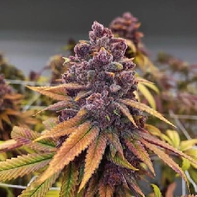 Red Kachina > Conscious Genetics